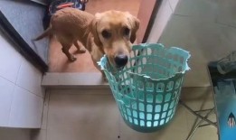 大狗最新爆料图片大全视频,图片大全视频揭秘，精彩瞬间一网打尽